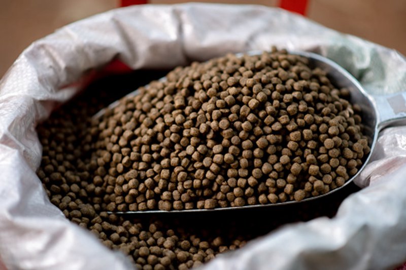 How to prepare your own fish feed